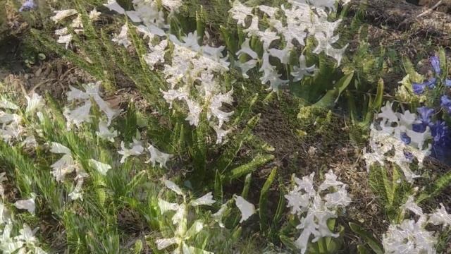 Ах, если б все дела на даче ДЕЛАЛИСЬ так же быстро! смотреть онлайн