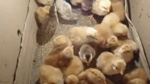 Цыплята из самодельного инкубатора , выгревание  , кормление , выращивание ( видио № 1) .