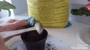 Разведение Стрептокактуса