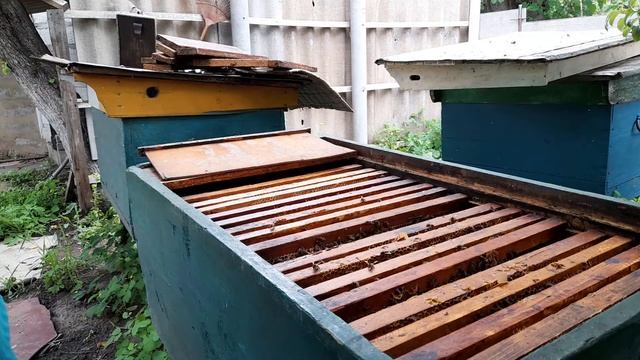 Ленивый пчеловод. Выравнивание семей перед основным взятком смотреть онлайн
