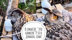 Как сова филин Ёлка переживает исчезновение последнего яйца. Первые сутки опустевшей ямки у совы