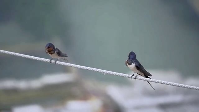 "БЕРЕГУ И КОРАБЛЮ" Сидорук Евгений и Шувалова Светлана смотреть онлайн