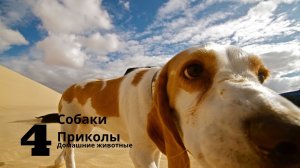 Собаки приколы 2021 | Собаки видео смешны| Приколы про собак