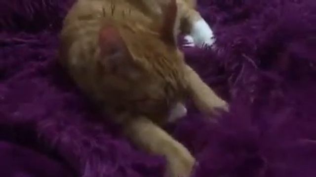 Рыжий кот и попугай.Стресс у кота, которому не удался очередной рандеву с попугаем Кешей!)