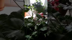 Полезные Цветы для детской комнаты