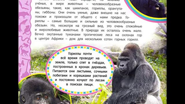 Животные джунглей. 9 часть. Горилла смотреть онлайн