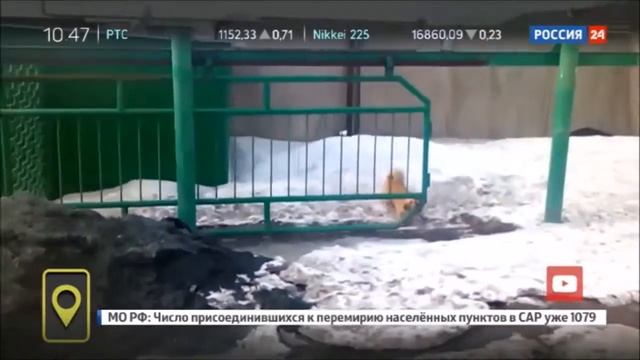 Сторожевой пёс сам закрывает ворота смотреть онлайн