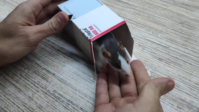 ??НОВАЯ КРЫСА ХАСКИ? -- Гугл . Дамбо крысёныш. Распаковка и Крысенок?? Влог#24 dumbo rat baby