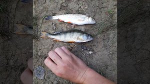 Советы для рыбаков