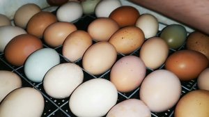 Инкубация сложный процесс, много нюансов - беседа с подписчиком