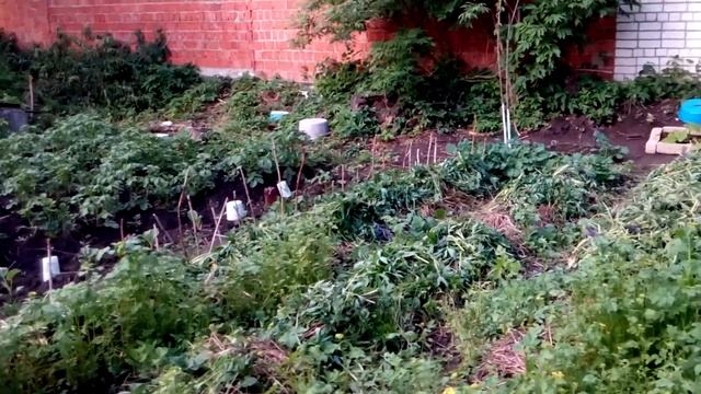 Первое окучивание картофеля, посаженного по целине. смотреть онлайн