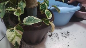 Пересадка сциндапсус Н-Джой на самодельную опору