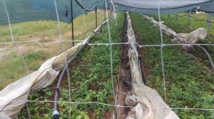 Два совета по размножению голубики одревесневшими черенками