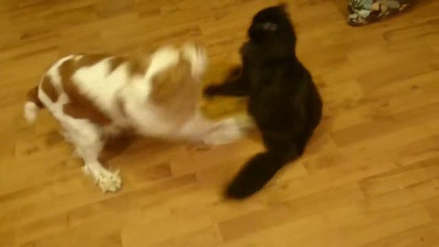 Приколы с домашними животными