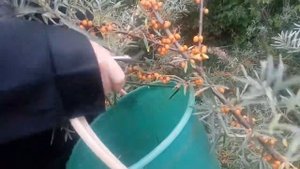 КАК БЫСТРО СОБРАТЬ ОБЛЕПИХУ