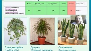 видео урок по экологии Экология городской квартиры