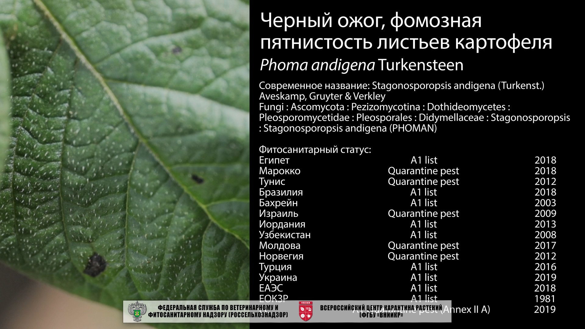 Черный ожог, фомозная пятнистость листьев картофеля (Phoma andigena Turkensteen)
