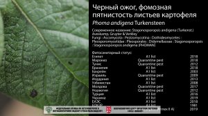 Черный ожог, фомозная пятнистость листьев картофеля (Phoma andigena Turkensteen)