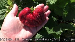 КИСС НЕЛЛИС десертного вкуса сорт клубники гигант  Среднеспелого сегмента
