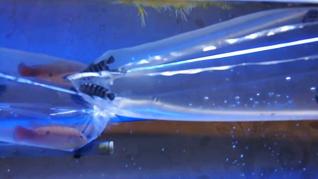 Запуск новых рыбок! смотреть онлайн