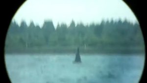 Бинокль Sakura 10-50х50