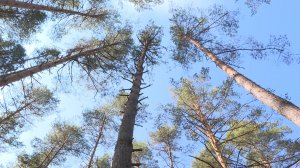 Зеленое богатство: как в Рязанской области сохраняют леса