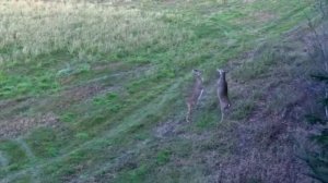 Выяснение отношений между двумя самками косули