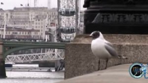 ♏️Ты скажи!♏️ группа Наоми