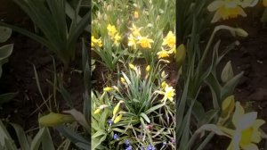 Нарцысы,посадка,уход,размножение