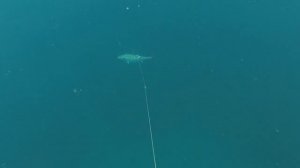 Охота на Пеламиду