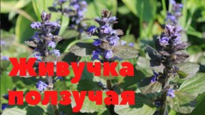 Живучка ползучая. Дикорастущее лекарственное растение.