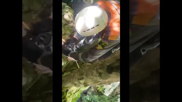 В Сочи спасли собаку, которая сорвалась с обрыва
