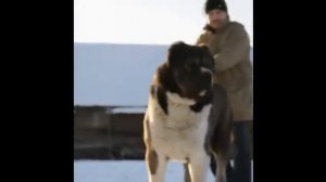 Питомник алабаев "Iz Kify" - Арам из Кифы.