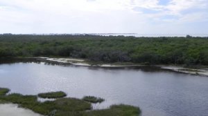 Footage from 50 feet in the air of Robinson Preserve in Bradenton, Florida.MOV