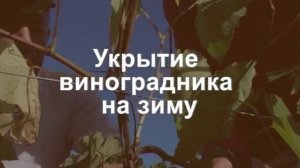 Выращивание винограда в средней полосе. Технология и тонкости виноградарства