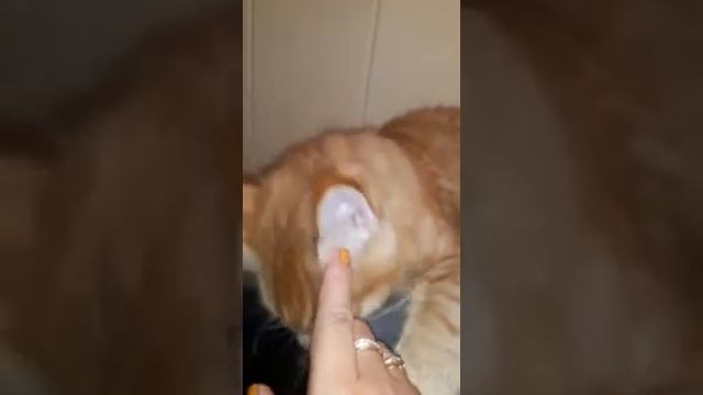Как мурлыкают котики