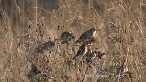 Щегол черноголовый (Carduelis carduelis) - European Goldfinch - Птица 2018 года в Беларуси!