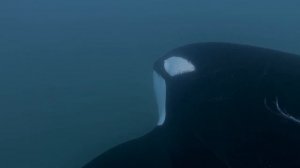 Сильнейший хищник Океана, которого боятся даже Киты. Косатка - главный хищник океана!