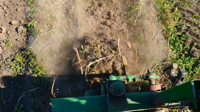 КОПАЄМО КАРТОПЛЮ Т-25  СЕЗОН 2023