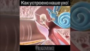 Как устроено наше ухо?