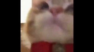 Лютые мемы с котами. ЕСЛИ БЫ МЫ СЛЫШАЛИ КОТОВ. смешные мемы