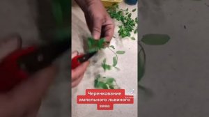Ампельный львиный зев. Черенкование. ￼