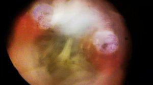 МАКРОМИР! Паук крестовик! Интересные факты изучаем под микроскопом!