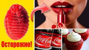 Осторожно! Насекомые уже в продуктах, помаде. Добавка Е120, Е904 — что нужно знать потребителям