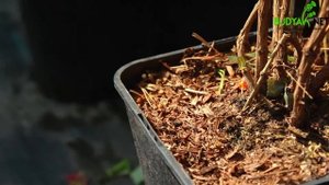 Випуск 21. Жимолость Брауна Dropmore Scarlet