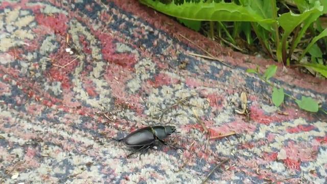 жук смотреть онлайн