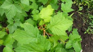 Что собираю для травяных чаёв.