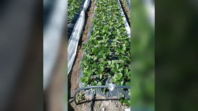 Клубника сорт Альбион под агроспан смотреть онлайн