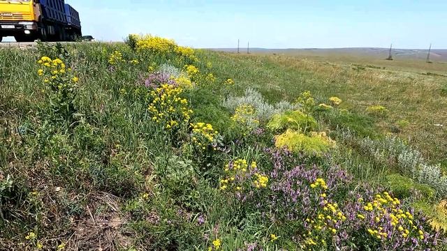 Природа на горе поселка Первомайский 24.05.2022. Природа и цветы Восточного Казахстана. смотреть онлайн