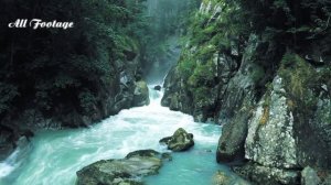 Wildlife in the Amazon Rainforest 4K | Animals that live in the Amazon Rainforest | Relaxation Film